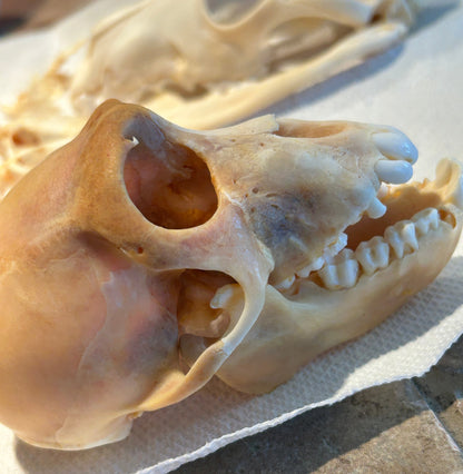 Crâne de singe recherche en laboratoire