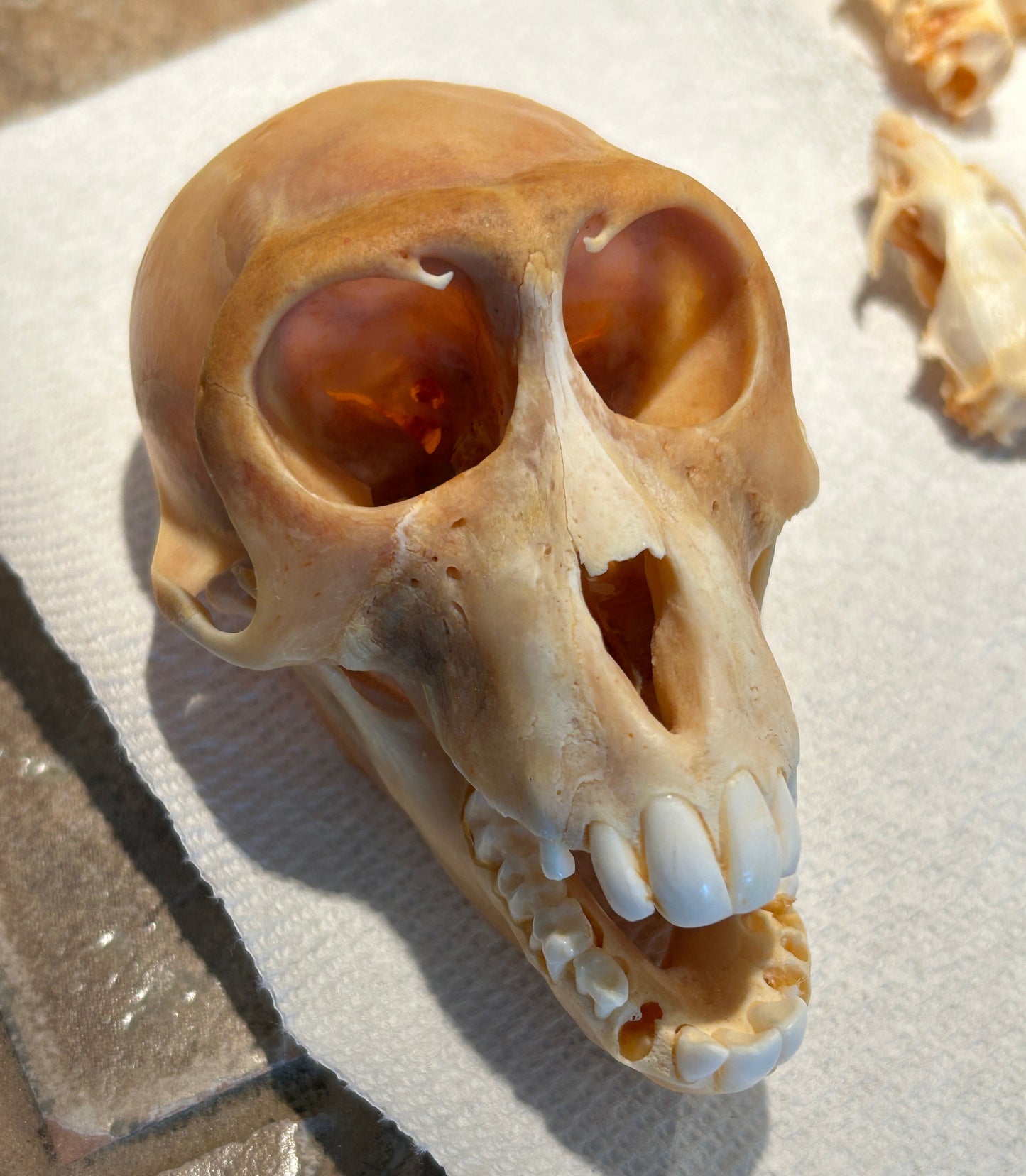 Crâne de singe recherche en laboratoire