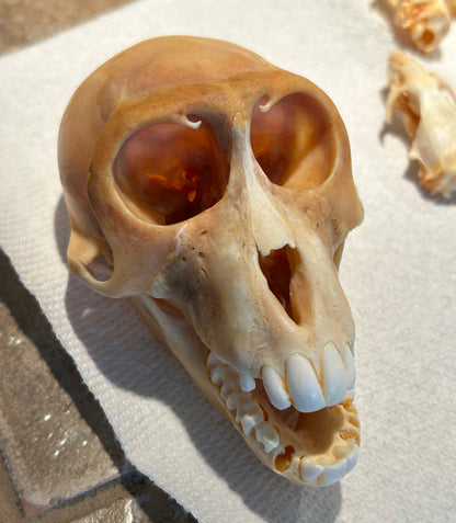 Crâne de singe recherche en laboratoire