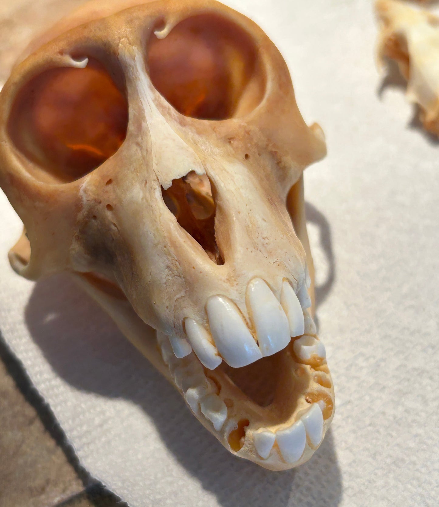 Crâne de singe recherche en laboratoire