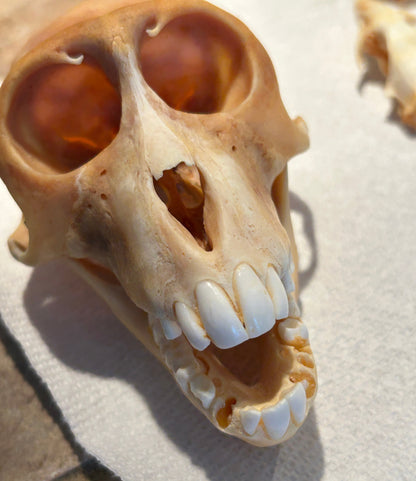 Crâne de singe recherche en laboratoire