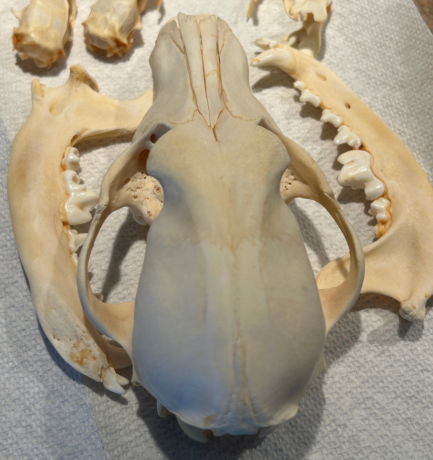 Crâne de chien complet