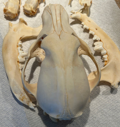 Crâne de chien complet
