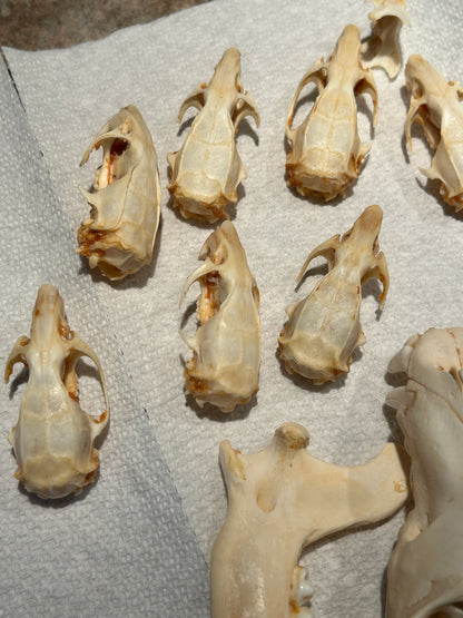 Crânes de rats
