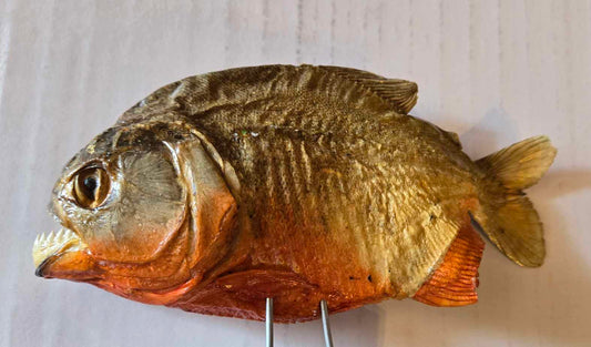 Taxidermie gros piranha rouge