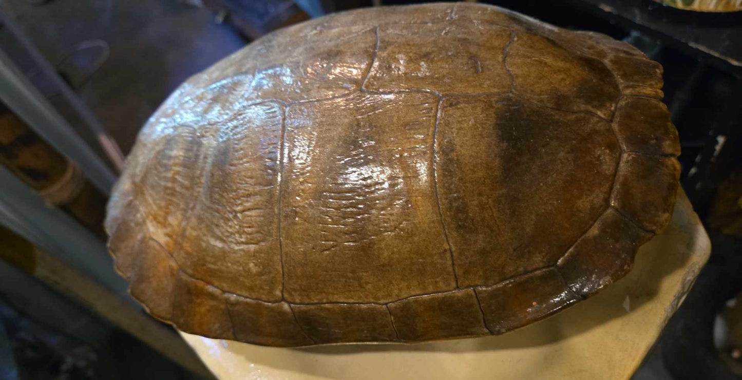 Grande Carapace de tortue naturalisée