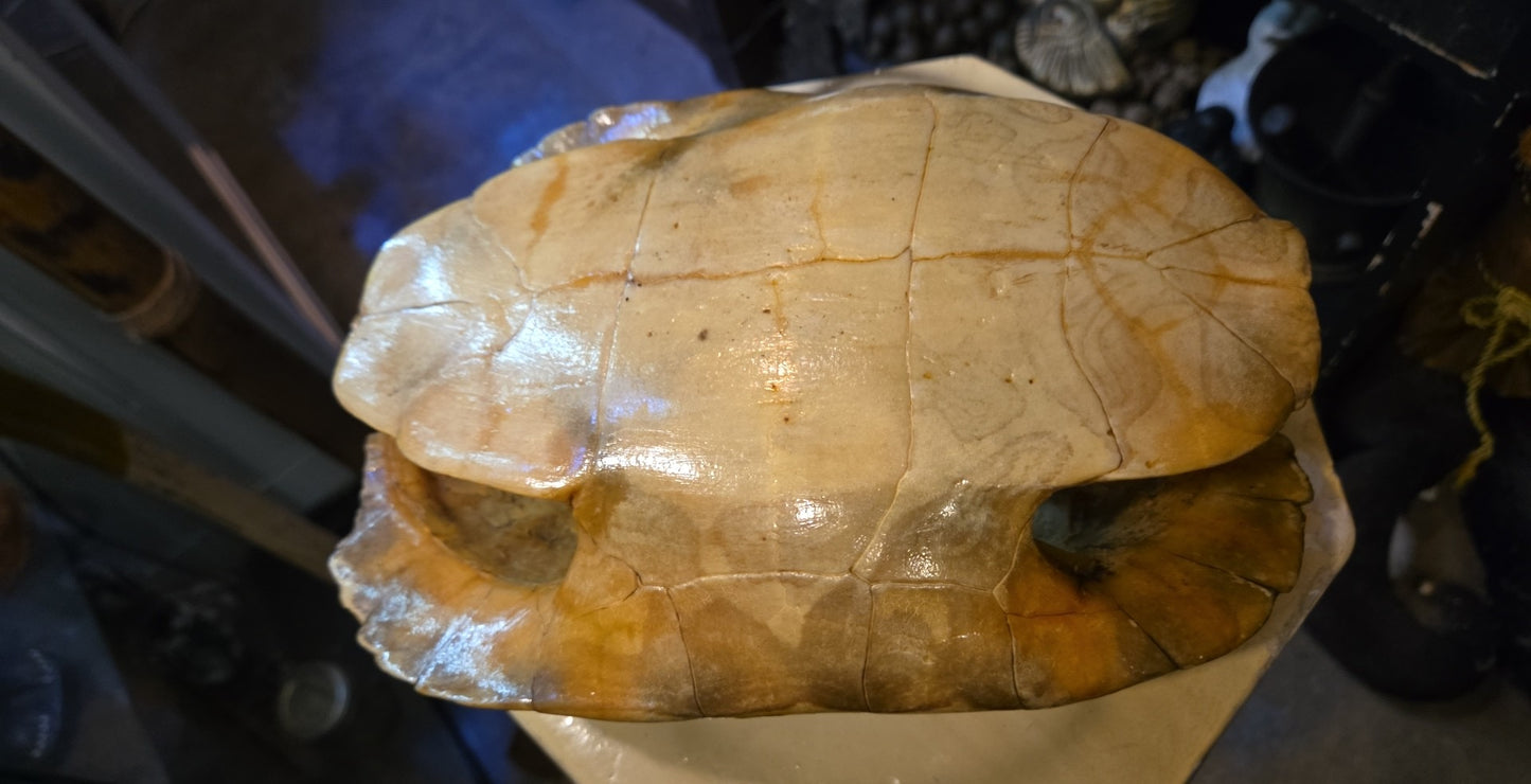 Grande Carapace de tortue naturalisée