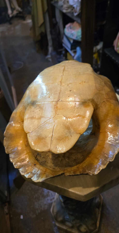 Grande Carapace de tortue naturalisée