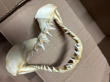 Mâchoire de requin
