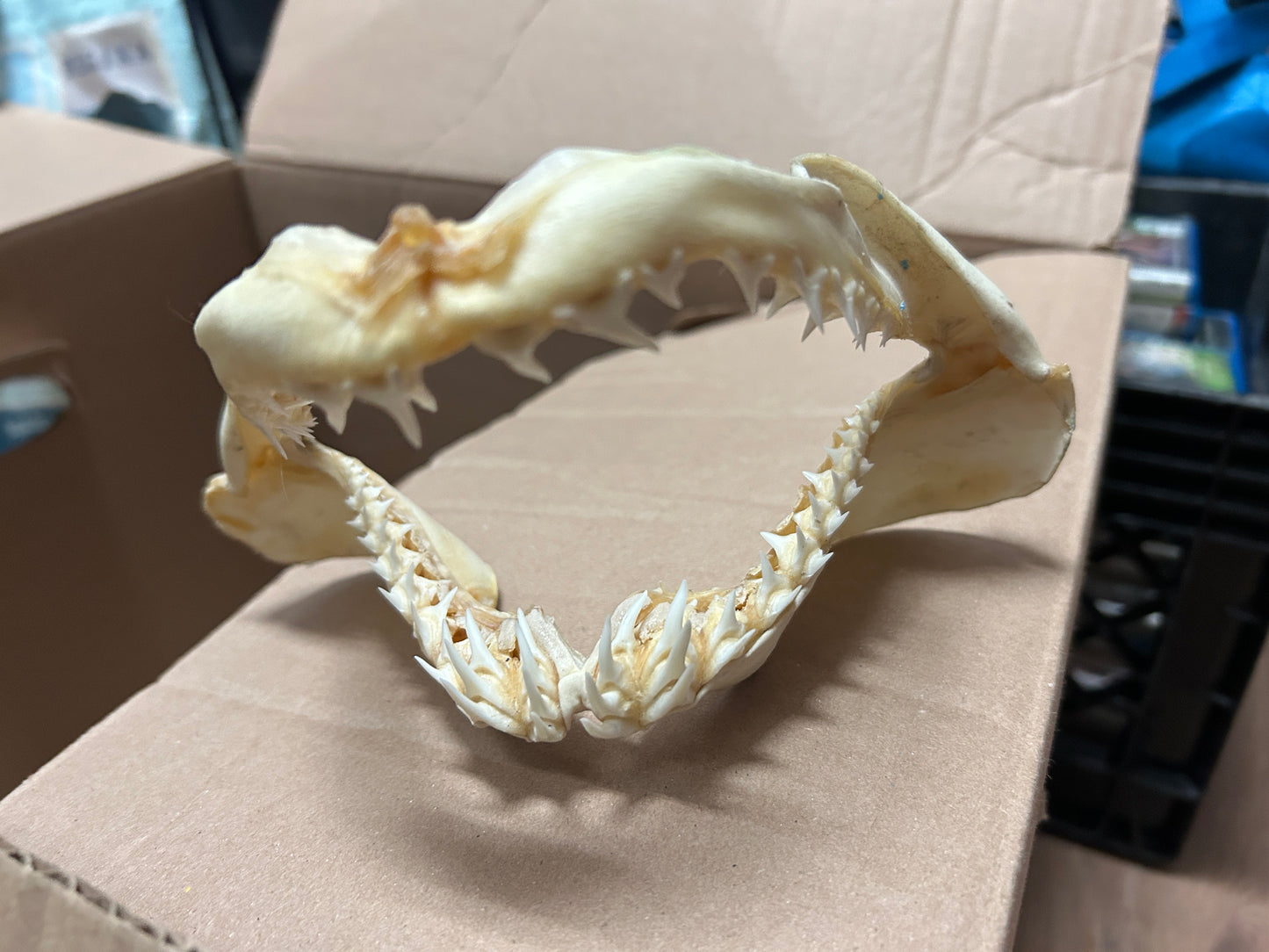 Mâchoire de requin
