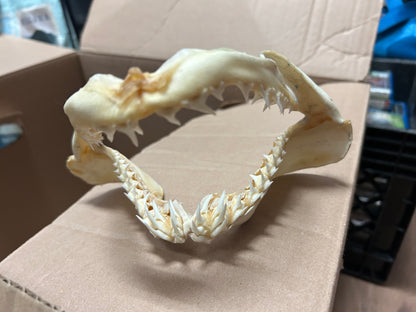 Mâchoire de requin