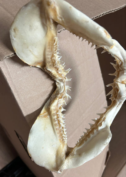Mâchoire de requin