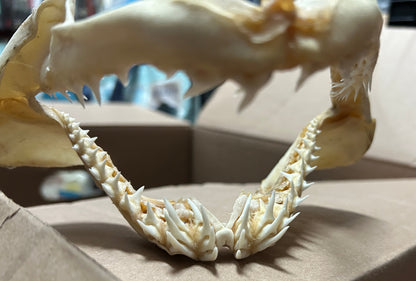 Mâchoire de requin