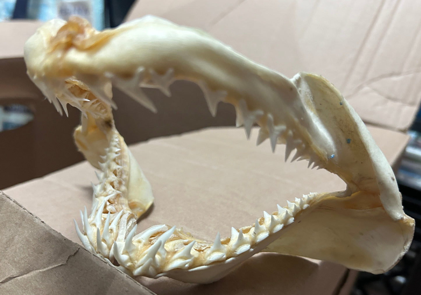 Mâchoire de requin