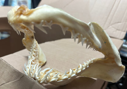 Mâchoire de requin