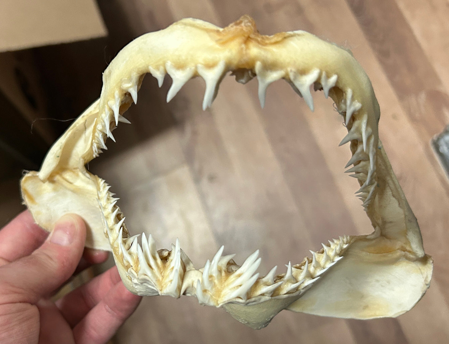 Mâchoire de requin