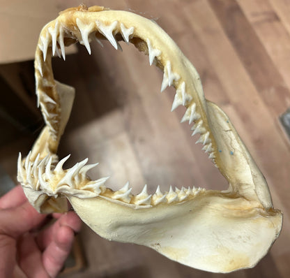 Mâchoire de requin