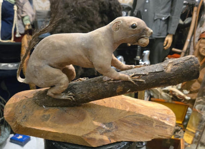 Taxidermie d'un écureuil, sans fourrure.