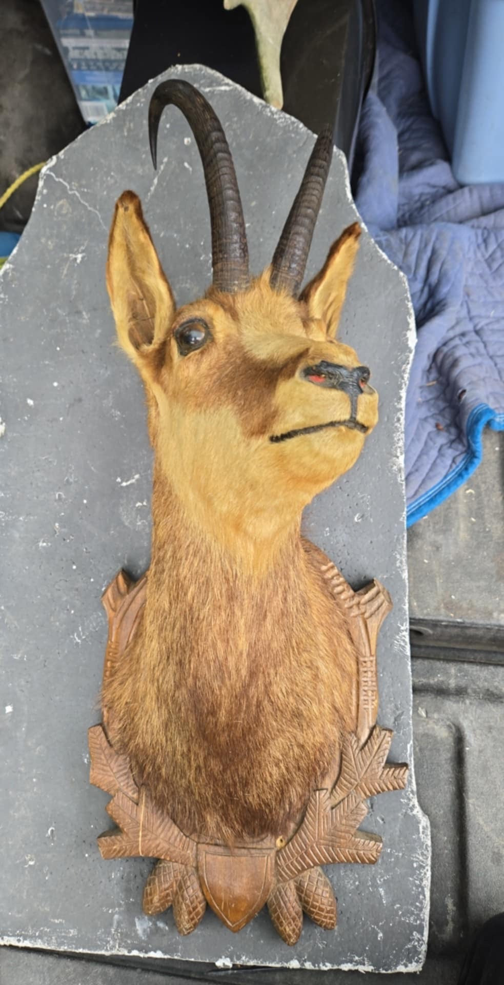 Taxidermie de tête de chamois