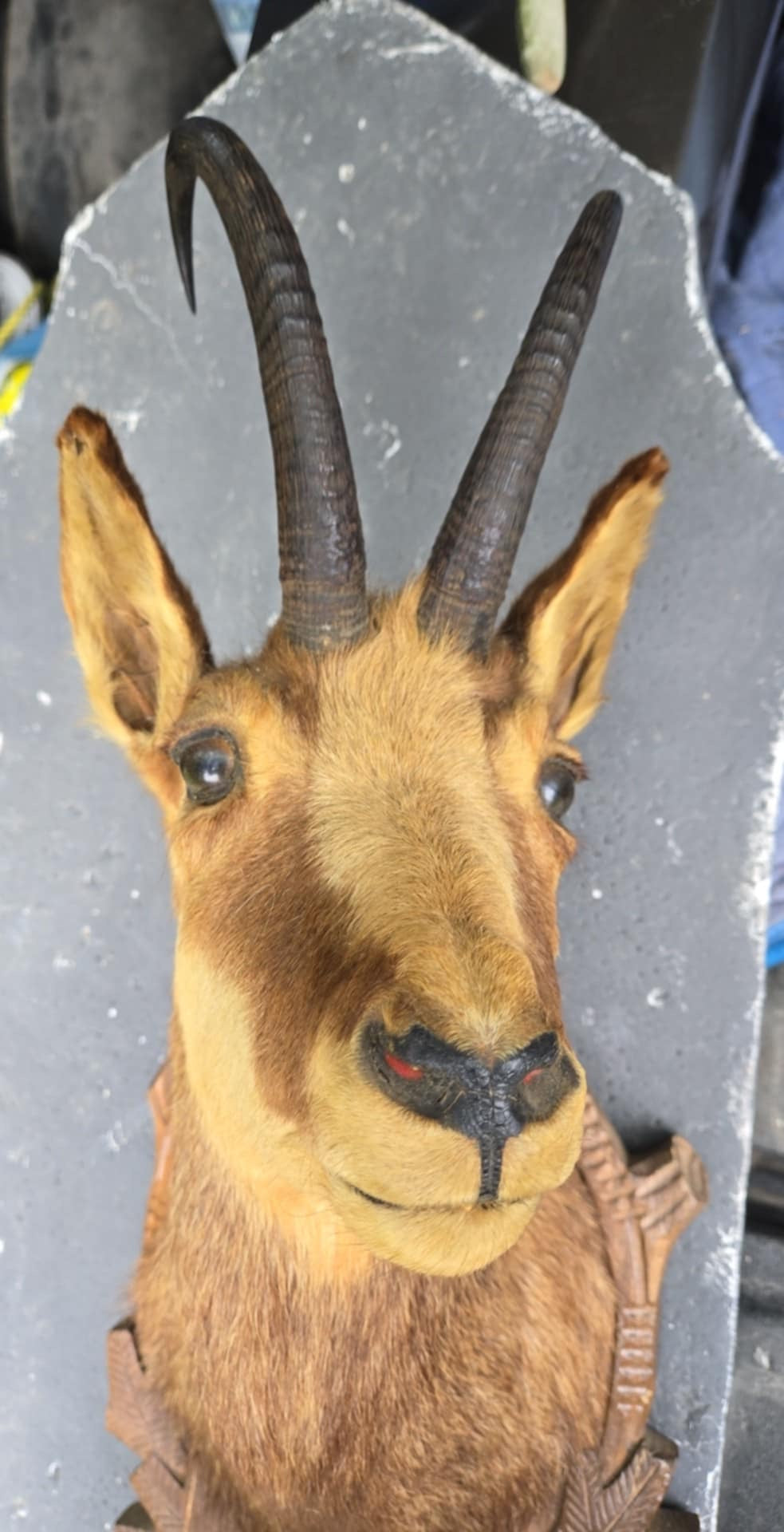 Taxidermie de tête de chamois