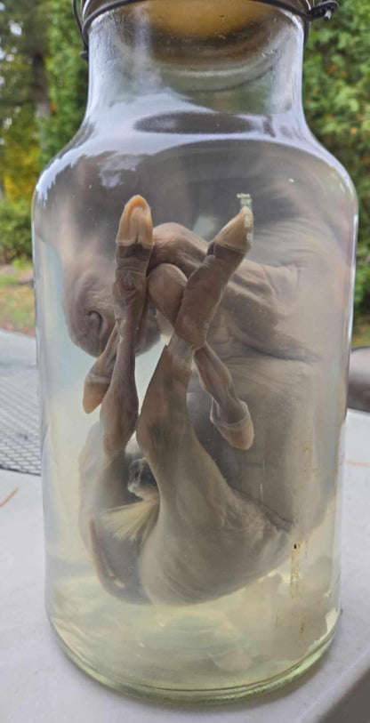 Wet Specimen foetus de cheval