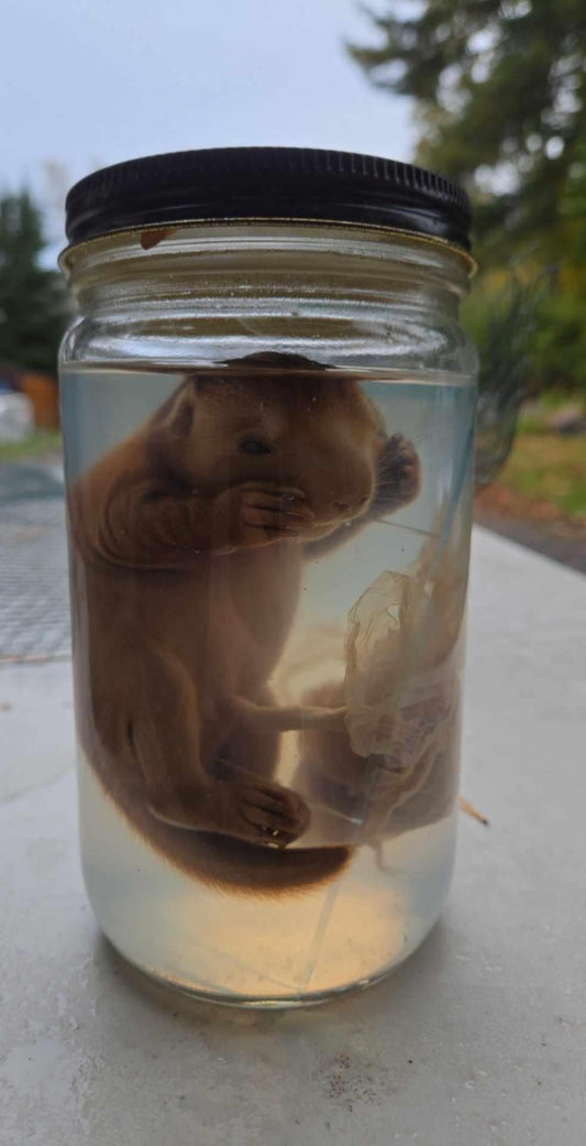 Wet Specimen Foetus Castor