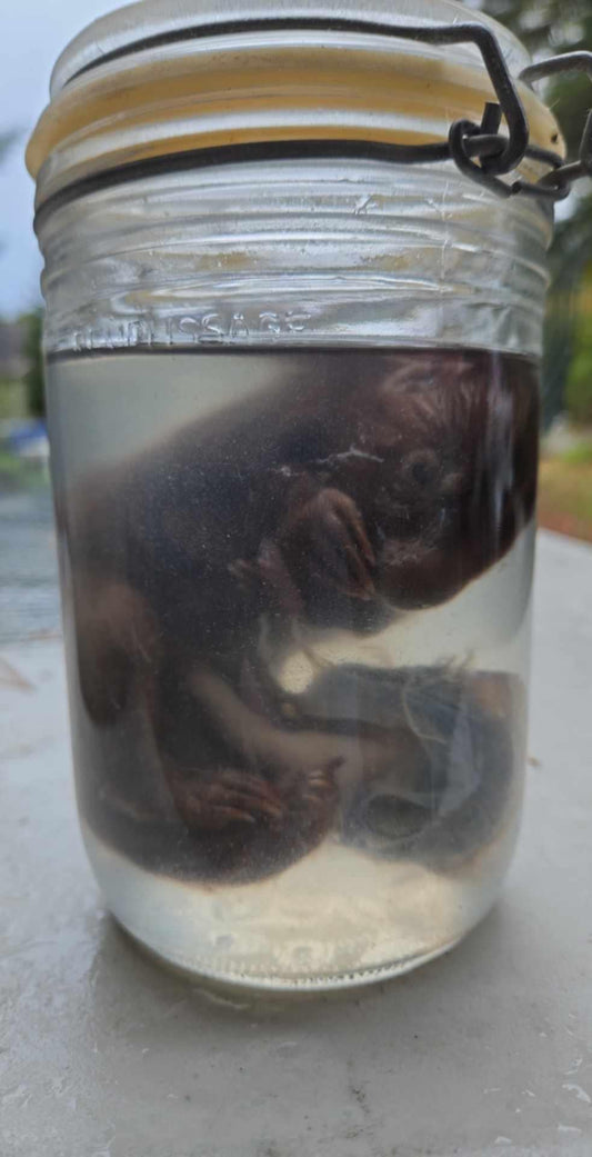 Wet Specimen foetus loutre