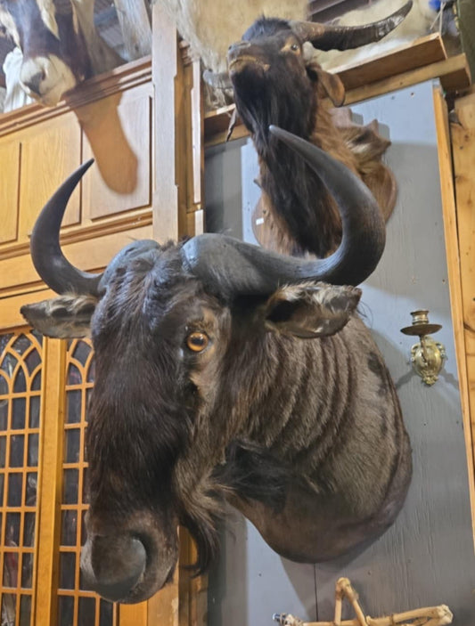 Taxidermie Tête de Gnou d'Afrique