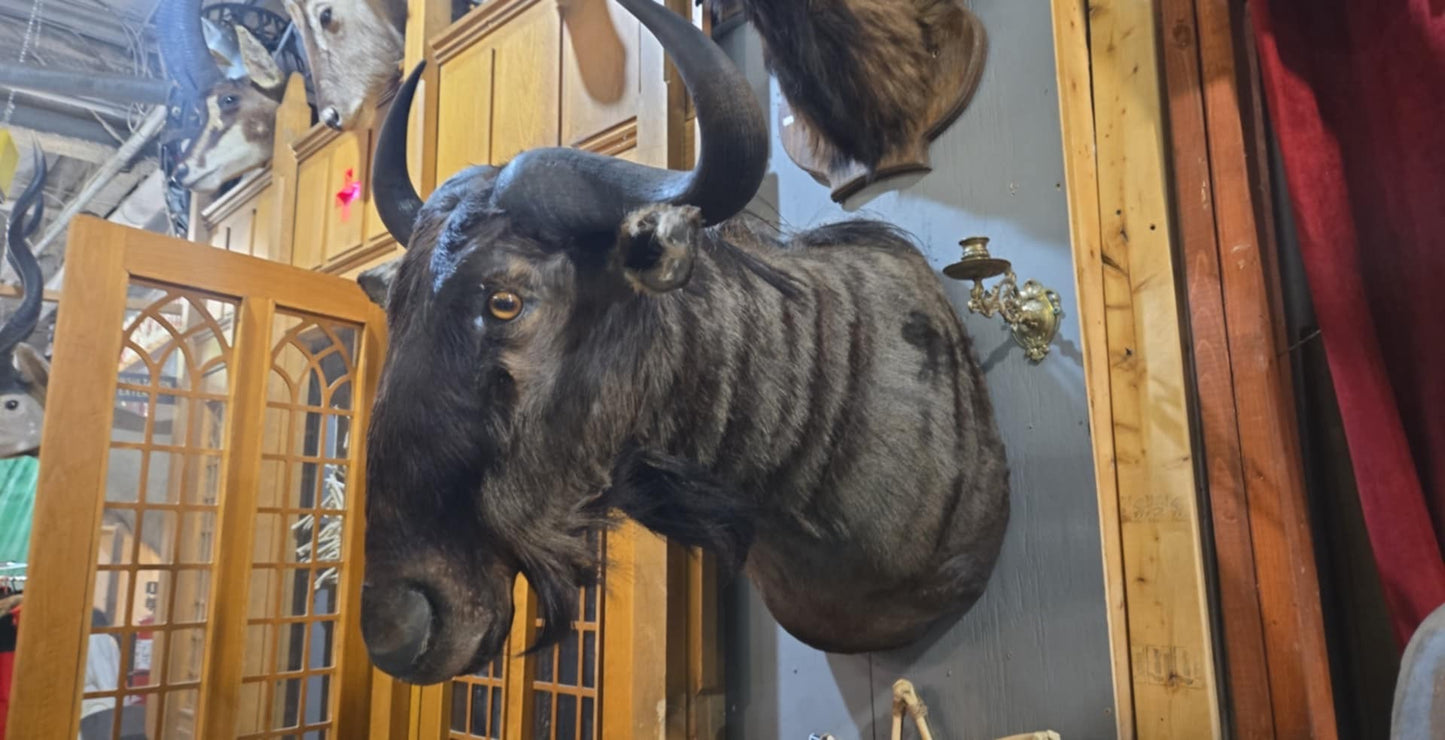 Taxidermie Tête de Gnou d'Afrique