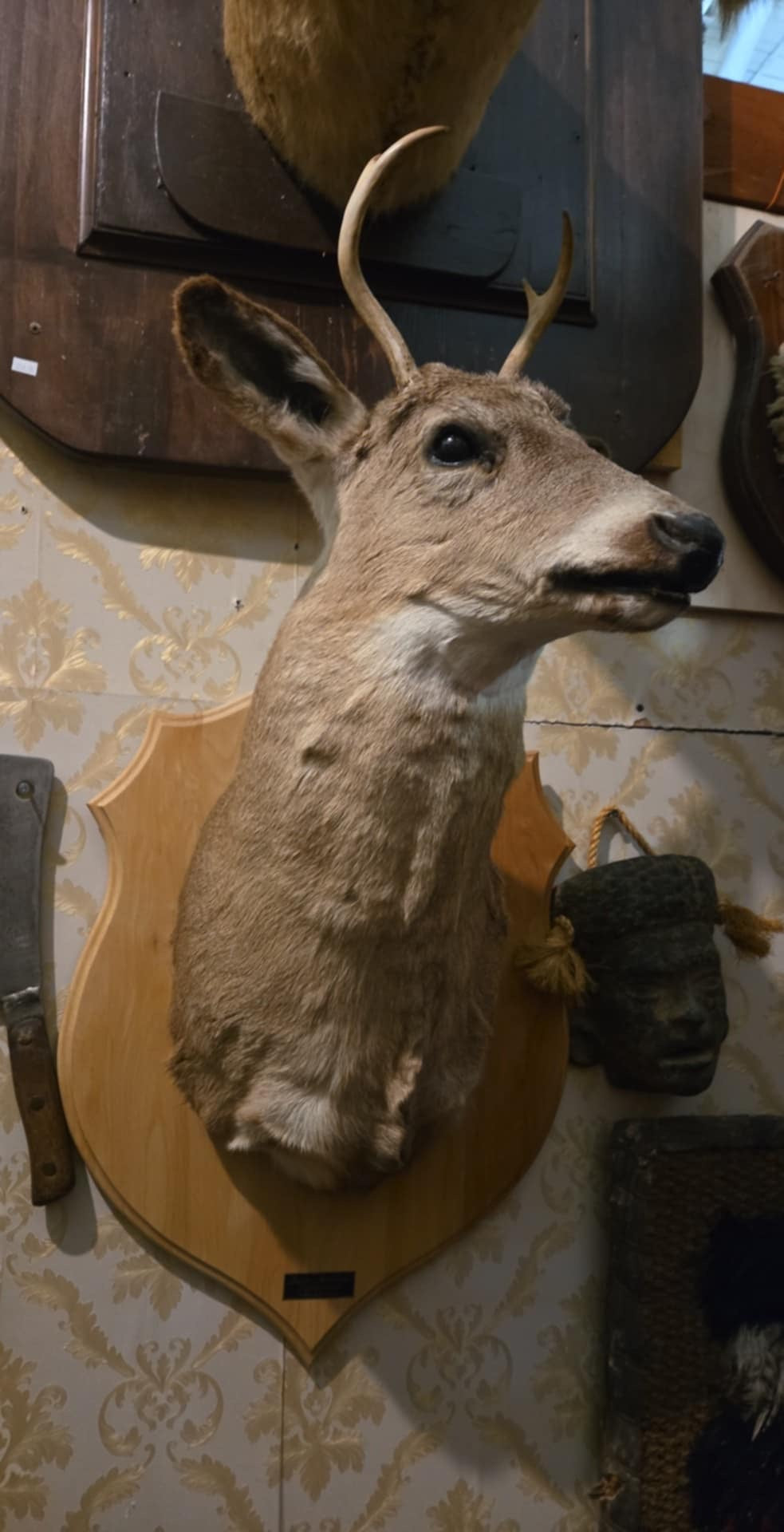 Taxidermie tête de chevreuil