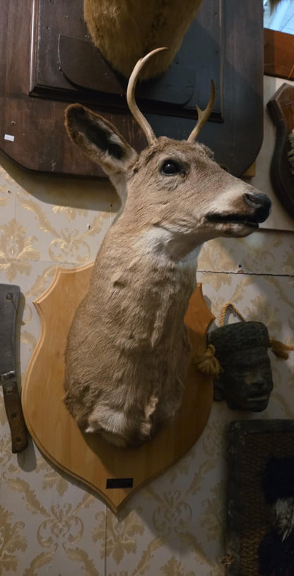 Taxidermie tête de chevreuil