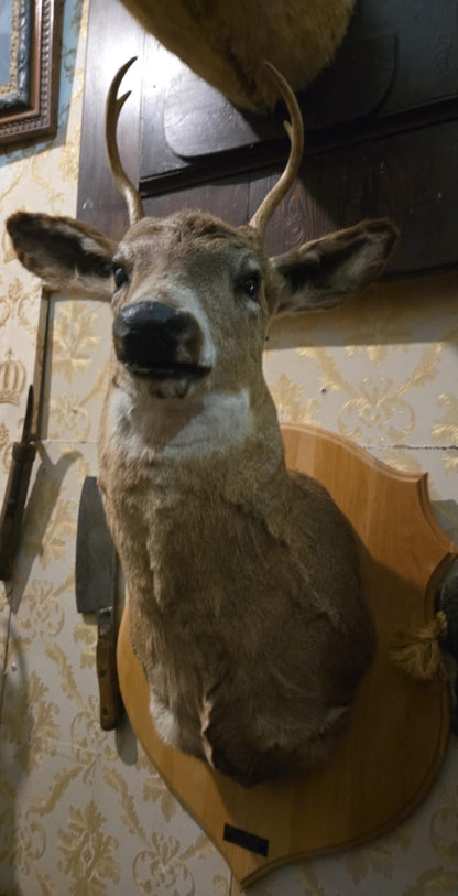 Taxidermie tête de chevreuil