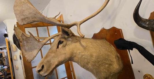 Taxidermie Tête de Caribou