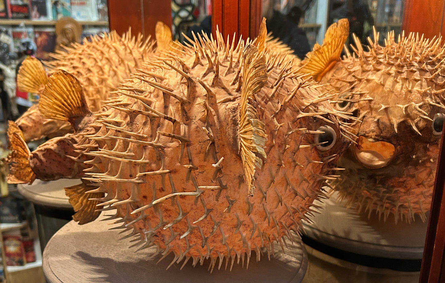 Taxidermie poisson diodon de l'Île Maurice