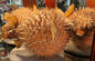 Taxidermie poisson diodon de l'Île Maurice