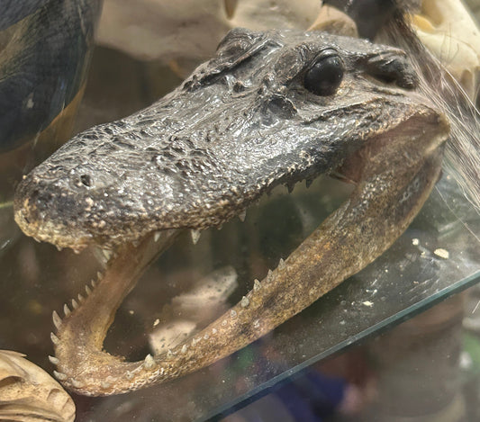 Petite taxidermie tête d'alligator