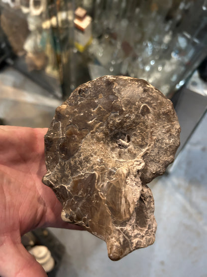 Fossile Ammonite