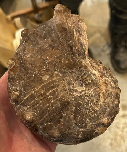 Fossile Ammonite