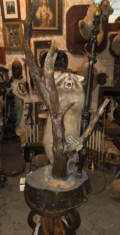 Taxidermie Raton-Laveur lampe