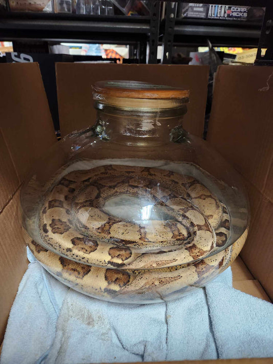 Grand Serpent Wet Specimen