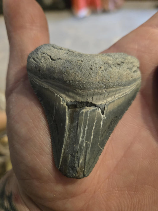 Dent fossilisée de mégalodon