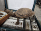 Taxidermie vintage tortue