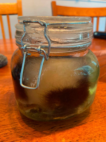 Tête de moufette dans le formol