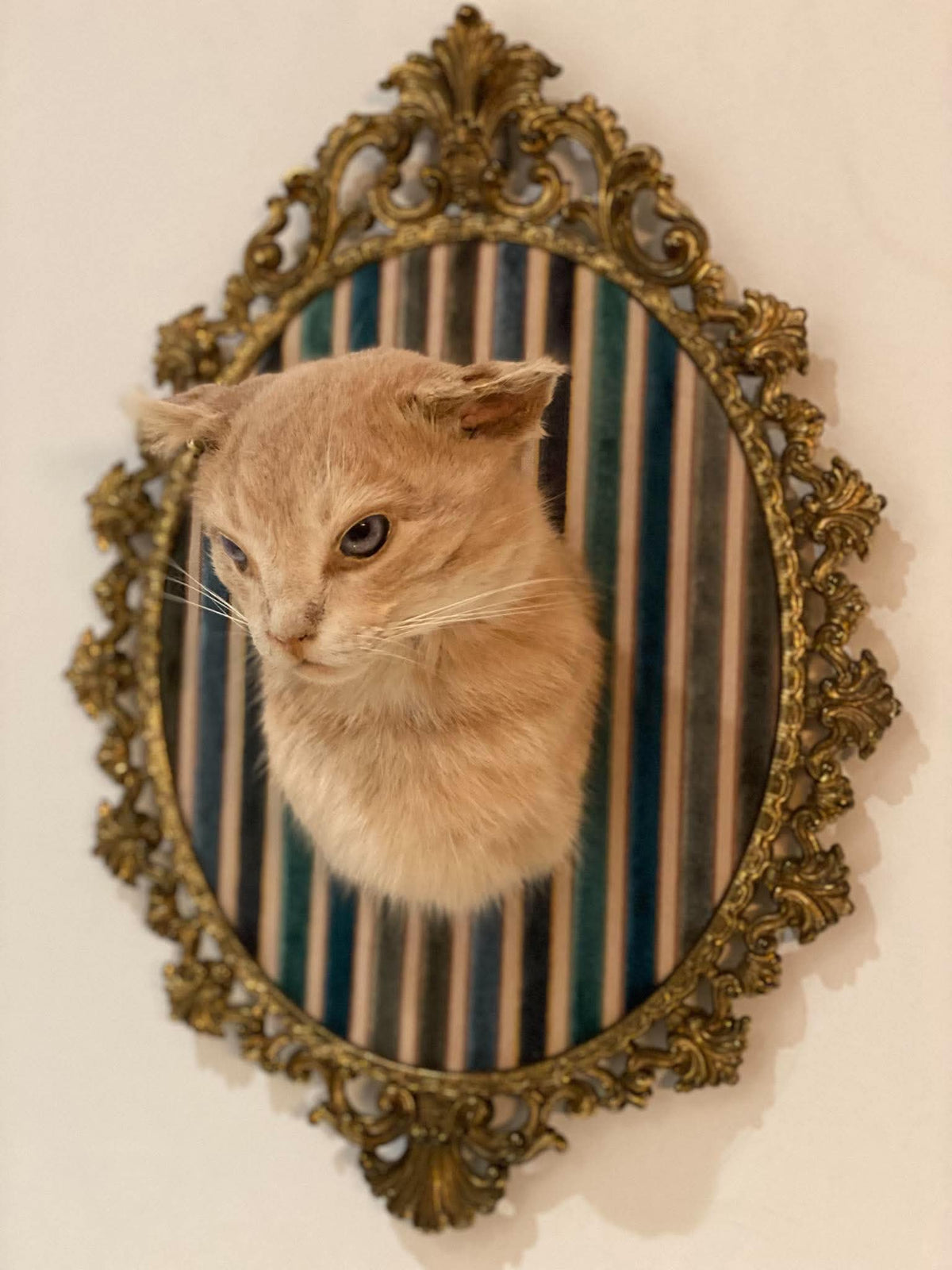 Taxidermie vintage tête de chat encadrée