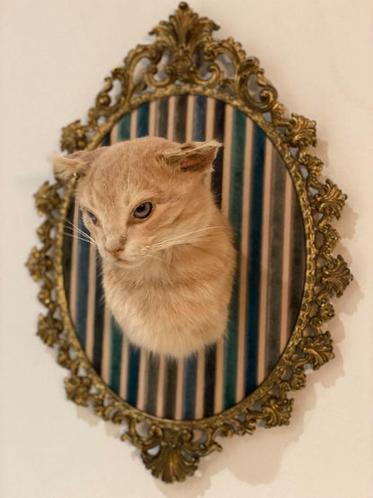 Taxidermie vintage tête de chat encadrée