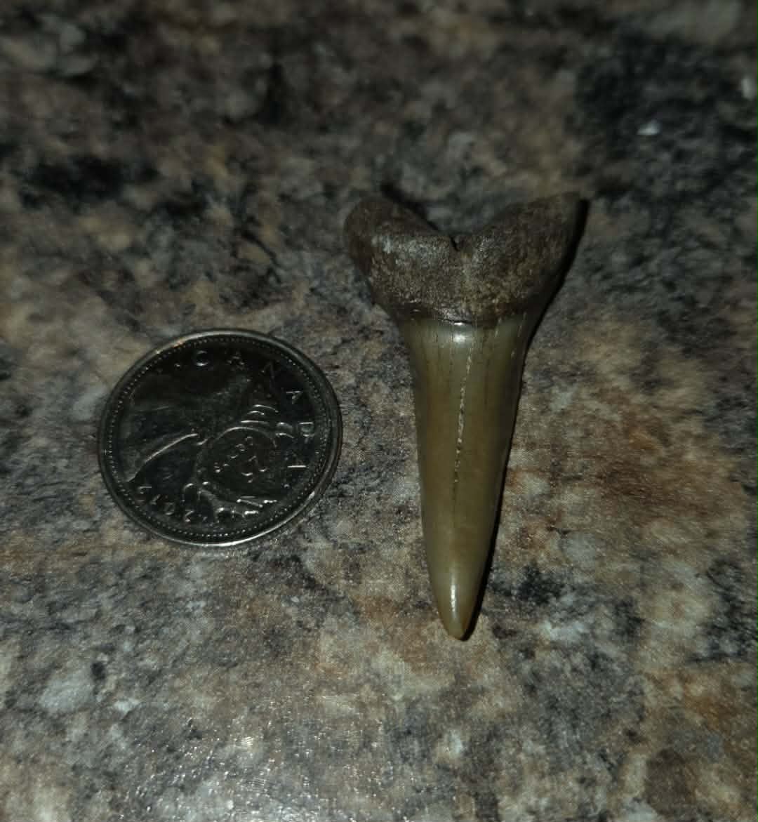 Dent de requin fossilisée