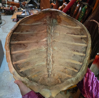 Carapace de tortue