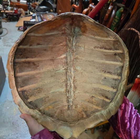 Carapace de tortue