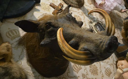 Taxidermie tête de phacochère vintage