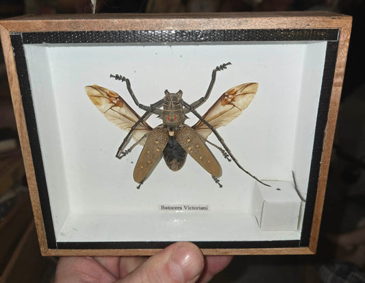 Insecte coléoptère longicorne Batocera Victoriani naturalisé